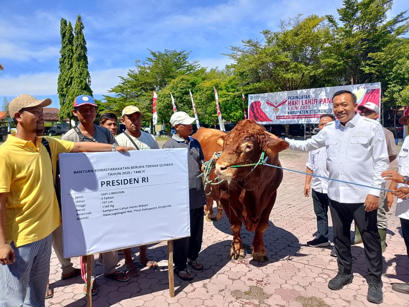 Terima Sapi Kurban Prabowo, Bupati Situbondo Salurkan ke Daerah Terpencil