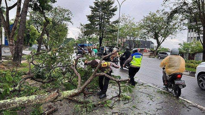 Pohon Tumbang, DLHK Pekanbaru Tetapkan Jadwal Pemangkasan Pohon