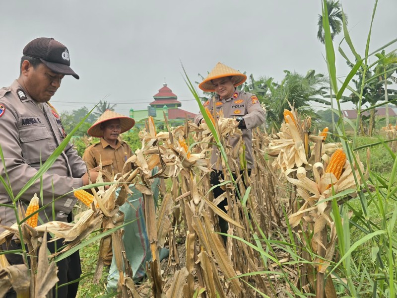 Polsek Kuala Cenaku dan Koptan Fasilitas Panen Raya Jagung Pipil Kuartal II 2026