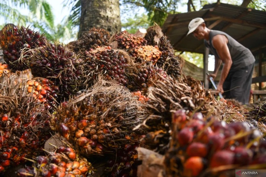 Terpuruknya Harga Referensi Minyak Sawit di Tengah Menurunnya Permintaan dari India: Tinjauan Kementerian Perdagangan RI
