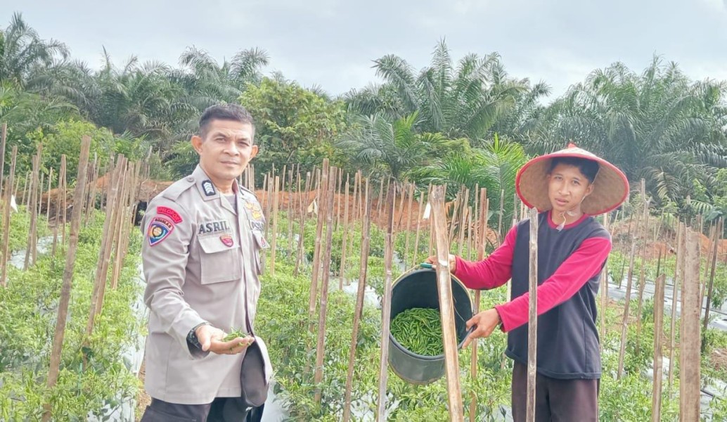 Dari Kebun Cabai ke Ketahanan Pangan, Peran Aktif Bhabinkamtibmas di Desa Aur Cina