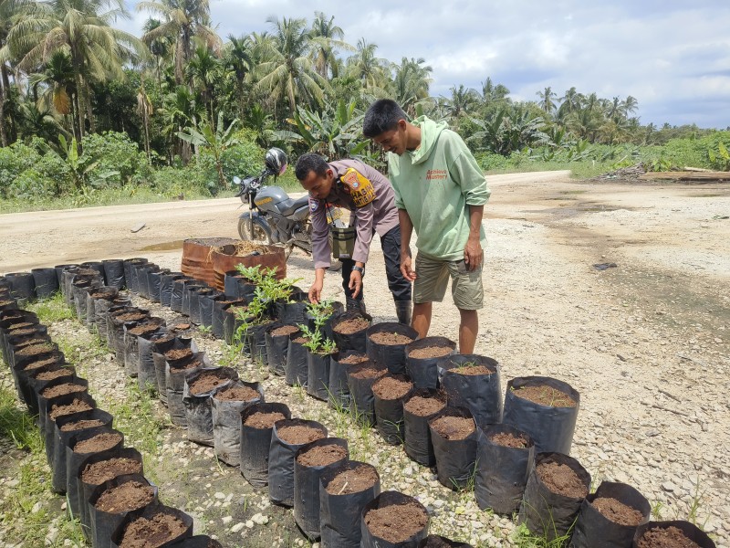 Aipda Rahmat Sambangi Kebun Cabe Budi, Polri dan TNI Kawal Ketahanan Pangan Teluk Kabung