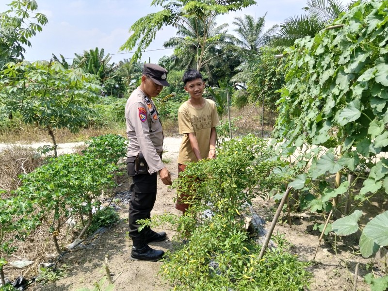 Polsek Keritang Dukung Swasembada Pangan Lewat Pendampingan Kebun Cabai di Desa Petalongan