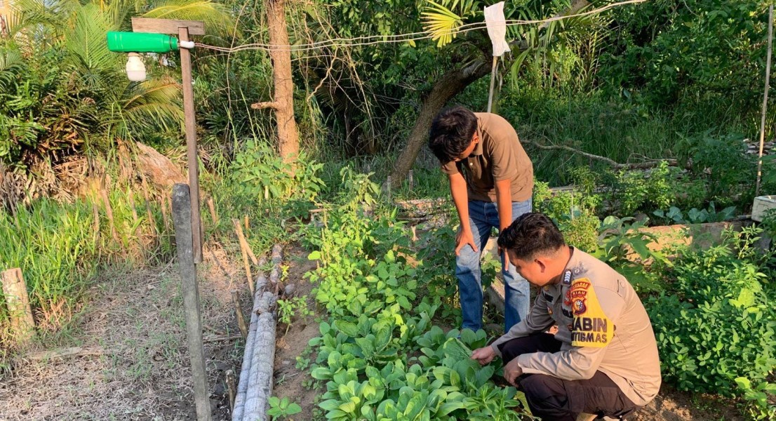 Sinergi Bhabinkamtibmas dan Warga Teluk Pinang Jaga Ketahanan Pangan Lewat Sayur