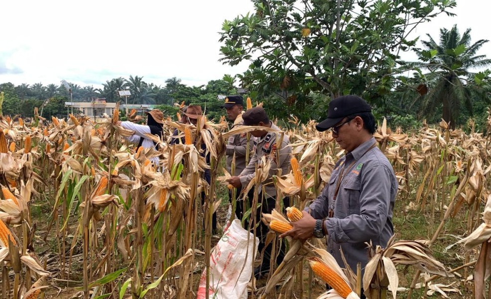 Kapolsek Batang Cenaku Pimpin Panen Jagung Pipil, Hasilkan 0,5 Ton dari Lahan Percontohan