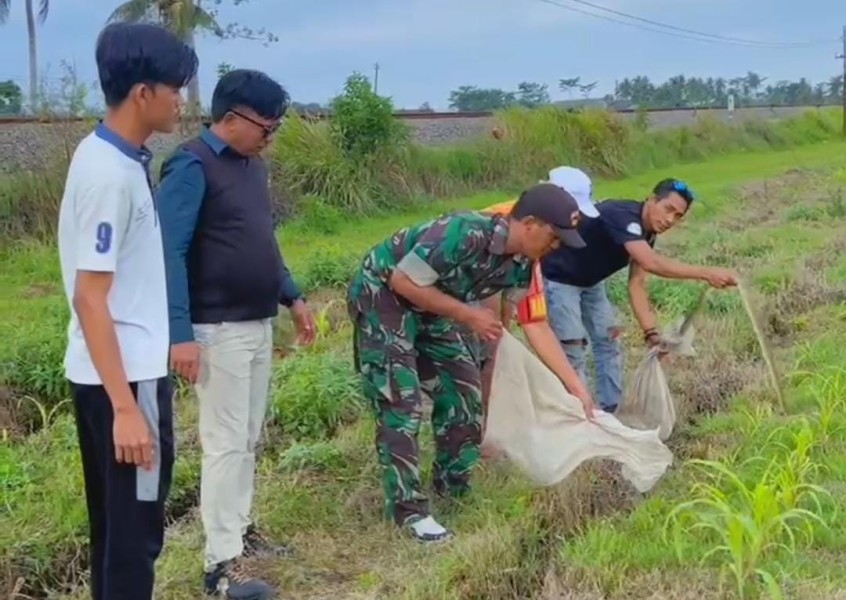 Basmi Hama Tikus Pakai Ular
