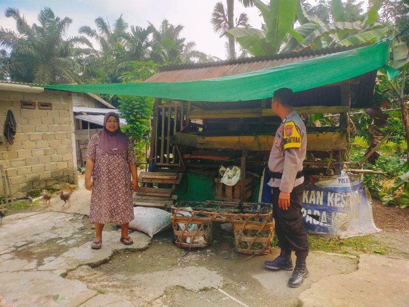 Bhabinkamtibmas Polsek Keritang Turun ke Kandang, Kawal Ketahanan Pangan Desa Pancur