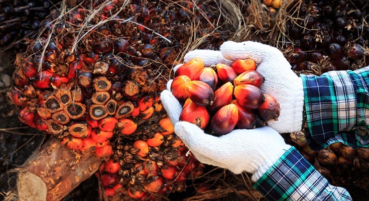 Harga CPO Turun Pekan Ini, Kelapa Sawit Mitra Plasma Jadi Rp3.405 per Kg