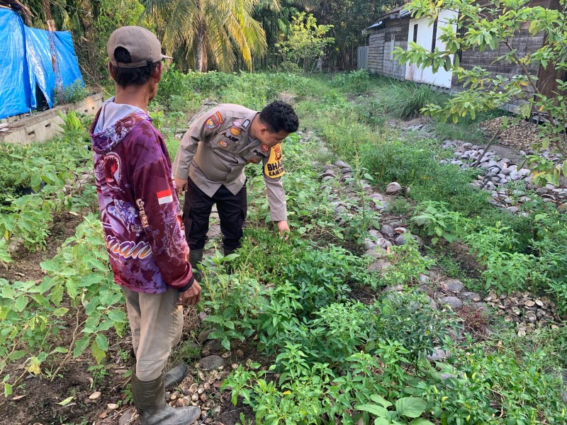 Kawal Ketahanan Pangan, Bhabinkamtibmas Teluk Pinang Pantau Tanaman Cabe Rawit Warga
