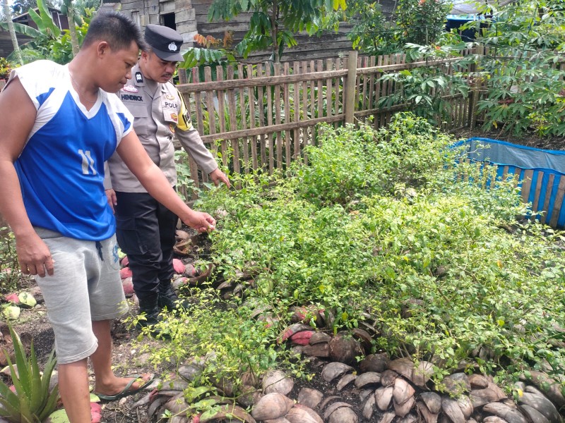 Di Lahan Seperempat Hektar Pak Mistari, Bhabinkamtibmas Keritang Lakukan Pendampingan Untuk Ketahanan Pangan