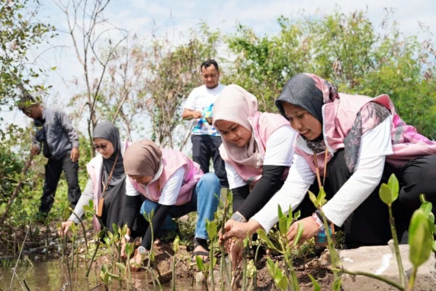 PLN Icon Plus Gelar Program Energi Hijau dengan Penanaman Mangrove di Maerakaca 