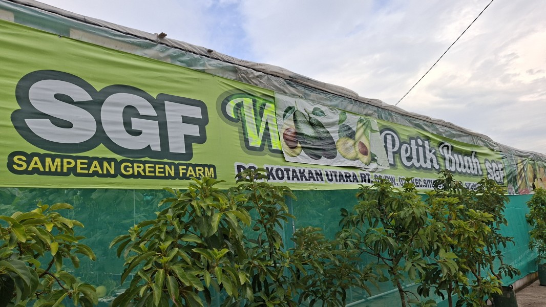 Agrowisata Alpukat SGF Situbondo, Lahan Gersang Disulap Jadi Sumber Ekonomi