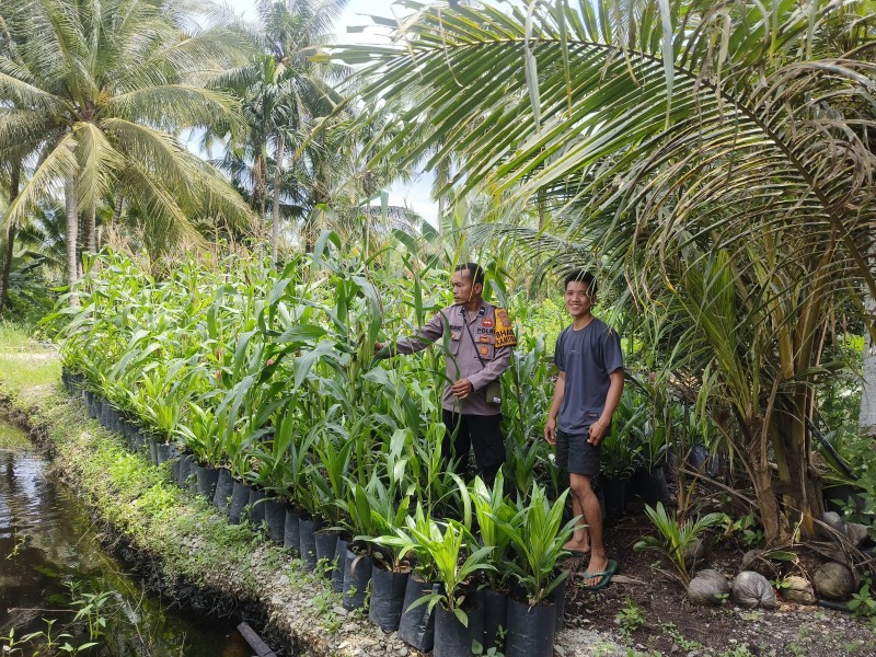 Bripka Rahmad Hidayat Dampingi Petani Jagung Rambaian