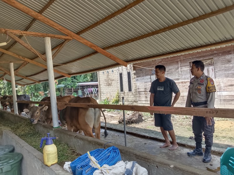 Bripka Erwin Sambangi Peternakan Sapi Sencalang, Polri Kawal Ketahanan Pangan dari Kandang Warga