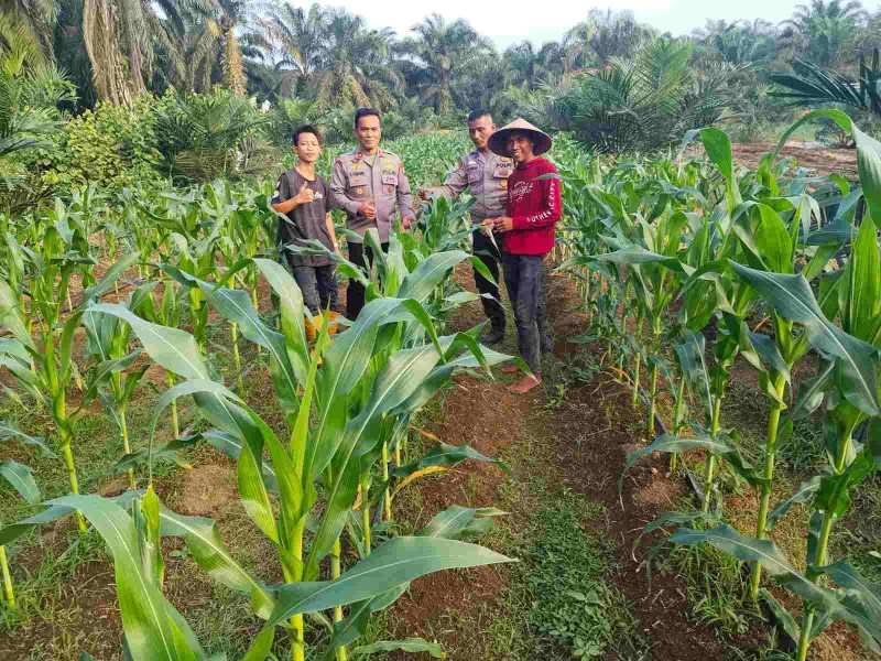 Kapolsek Batang Cenaku Sambangi Petani, Perkuat Dukungan Polri untuk Swasembada Pangan
