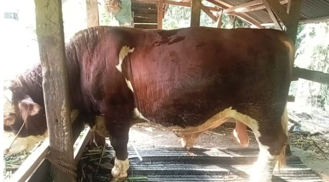 Riau Dapat Jatah 13 Sapi Kurban dari Presiden Prabowo