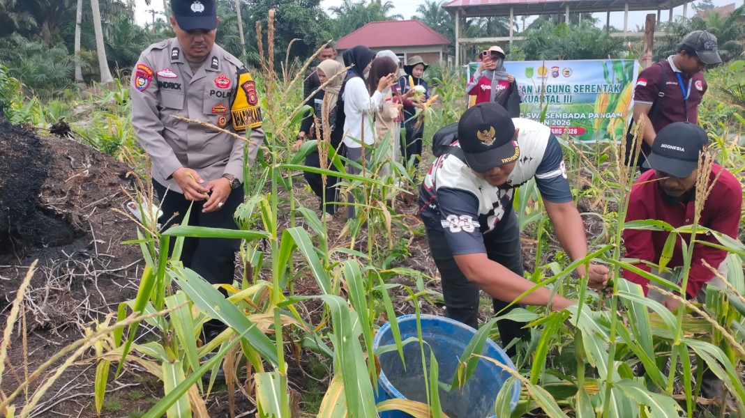 Kapolsek Keritang: Panen Jagung Bersama Warga Wujud Nyata Polri Dukung Program Presiden