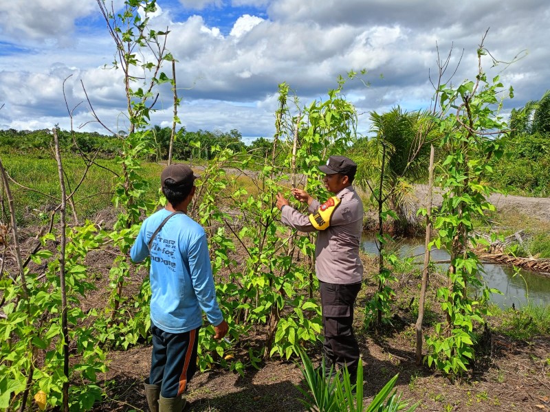 Briptu Pirima Cek Tanaman Kacang Panjang di Desa Tuasan, Dorong Lahan Pekarangan Produktif