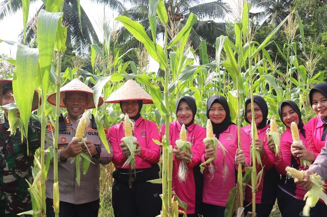 Polres Kep Meranti Panen Raya Jagung di Desa Gogok Kecamatan Tebing Tinggi Barat