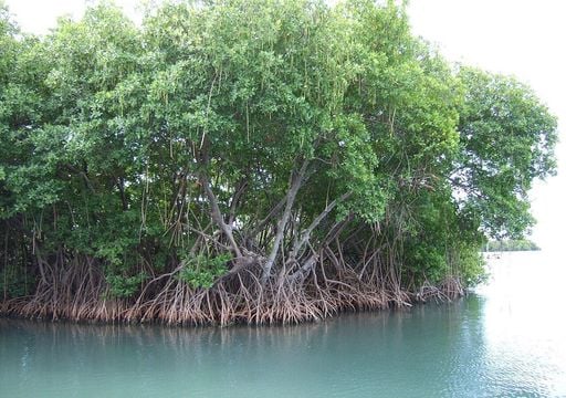 Pentingnya hutan bakau, sebagai penghalang pelindung bagi wilayah pesisir tropis