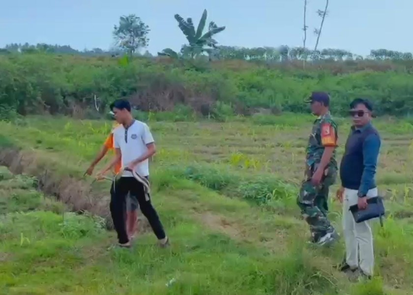 Lomba Tangkap Tikus Bisa Jadi Solusi Alternatif