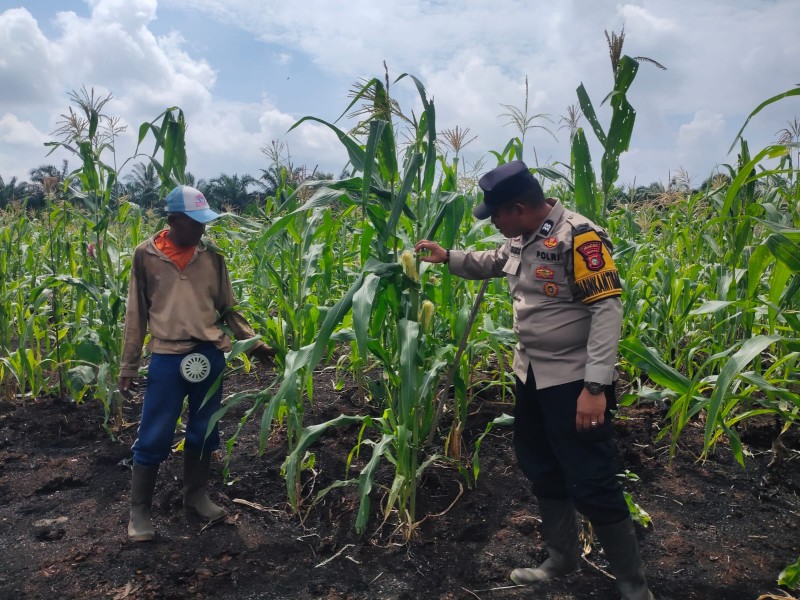 Bhabinkamtibmas Polsek Keritang Pantau Progres Perawatan Jagung Program Asta Cita Dukung Ketahanan Pangan