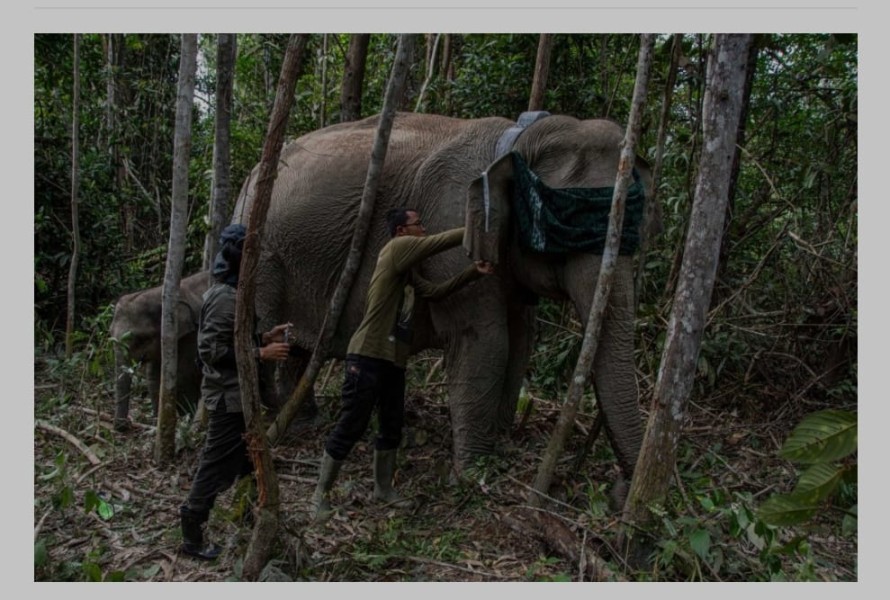 BBKSDA Riau Gunakan Teknologi GPS Collar di TNTN Mitigasi Konflik Gajah Sumatera