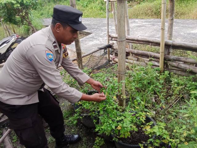 Dukung Swasembada Pangan Nasional Polsek Merbau Sembang Petani Cabe