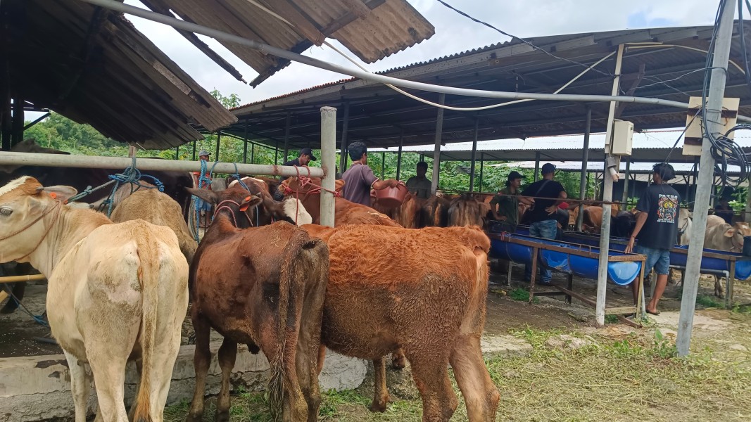 Sebelum Disalurkan, Ratusan Ternak Kerohiman Bandara Situbondo Dipastikan Sehat