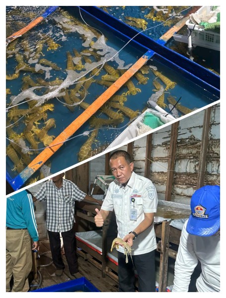 Udang Nenek, Potensi Emas Pesisir Inhil Dukung Visi Ekonomi Daerah