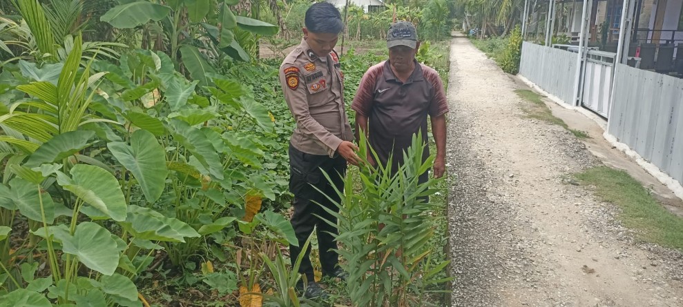 Bripda Hadi Istakim Dampingi Petani Enok, Polri Kawal Swasembada Lewat Cabe dan Kacang Panjang