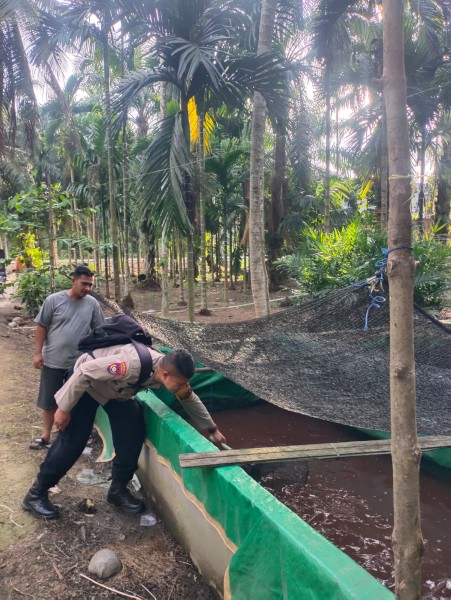 AIPTU Hendrick Yanto Turun ke Kolam Lele Nusantara I, Polri Kawal Ketahanan Pangan Keritang