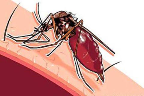 Pastikan Tidak Ada Penularan Malaria di Kota Pekanbaru