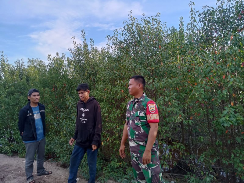 Babinsa Koramil 11/PBR Bersinergi dengan Masyarakat Cegah Karhutla di Desa Pulau Burung