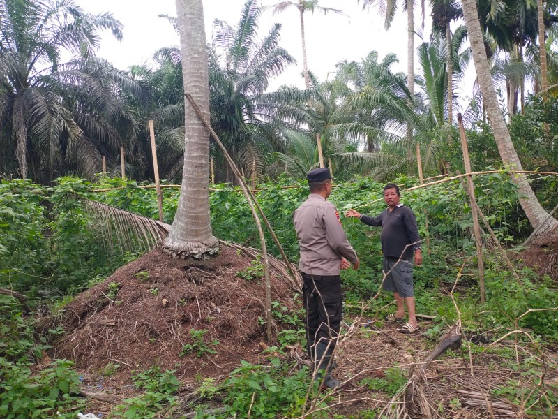 Bhabinkamtibmas Keritang Hadir Di Kebun Warga, Jaga Pangan Jaga Persatuan