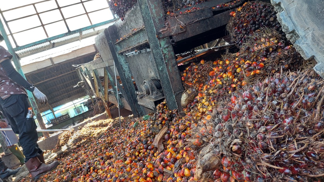 Harga TBS Kelapa Sawit Swadaya di Riau Naik, Jadi Rp3.064 per Kg