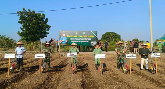 TNI Dukung Petani, Danrem 083 Tanam Edamame di Situbondo