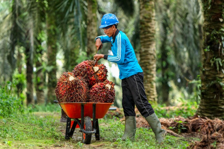 Pemerintah Perkuat SDM untuk Mendukung Hilirisasi Industri Kelapa Sawit