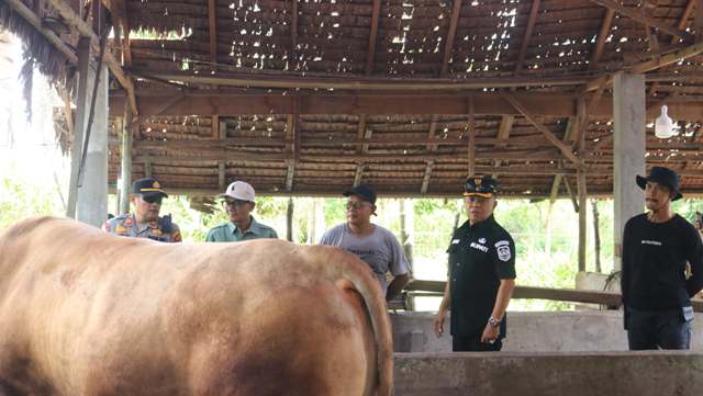 Bupati Asmar Tinjau Sapi Kurban Bantuan Presiden RI untuk Warga Kepulauan Meranti