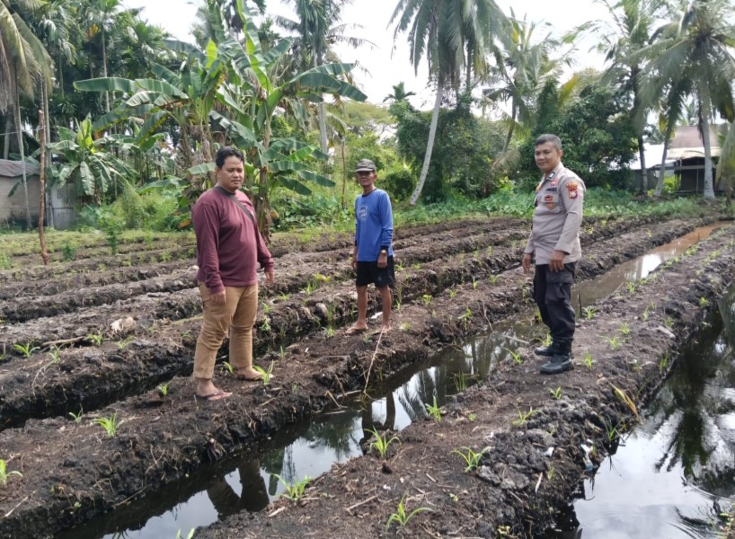 Dukung Swasembada Pangan, Polsek KSKP Tembilahan Tinjau Jagung Usia Dua Minggu