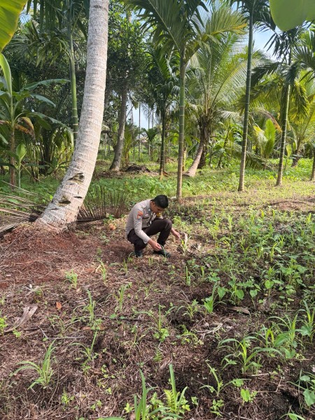 Dari Baris Jagung Tembilahan untuk Indonesia, Polri Hadir Mendampingi Petani Menuju Swasembada