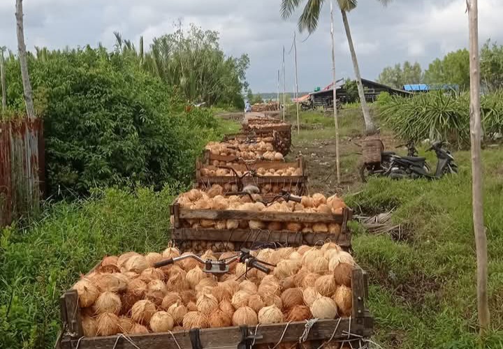 Petani Kelapa Kuala Kampar Bernafas Lega, Harga Kelapa Capai Rp6.930 per Kg
