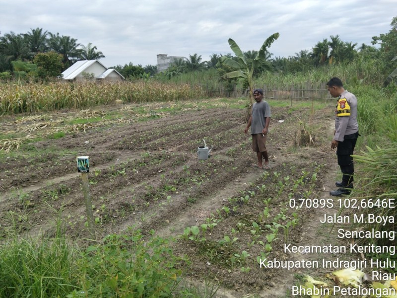 Di KM 08 Sukatani, Polsek Keritang dan Petani Bersatu Jaga Lumbung Pangan Keritang