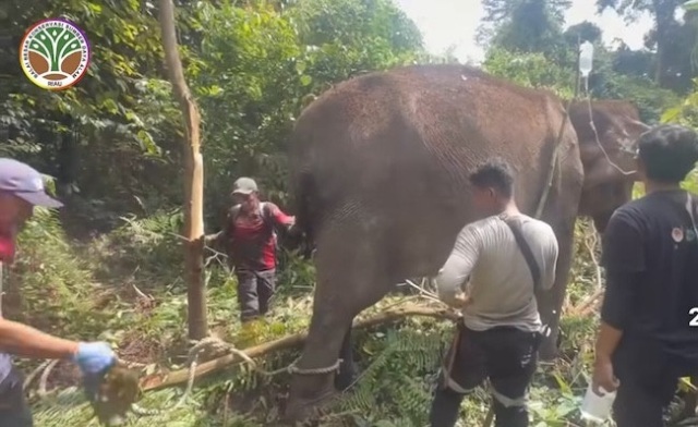 Kolaborasi BBKSDA Riau dan RAPP Jaga 'Raksasa Tua', Gajah Sumatra 60 Tahun Kembali Bugar