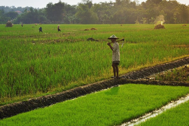 Pemerintah Genjot Perluasan Lahan Tanam Padi hingga 2 Juta Hektar per Bulan untuk Capai Swasembada Pangan