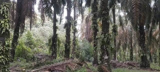PT PMKS, Kebun Kelapa Sawit Kampa Tak Berizin