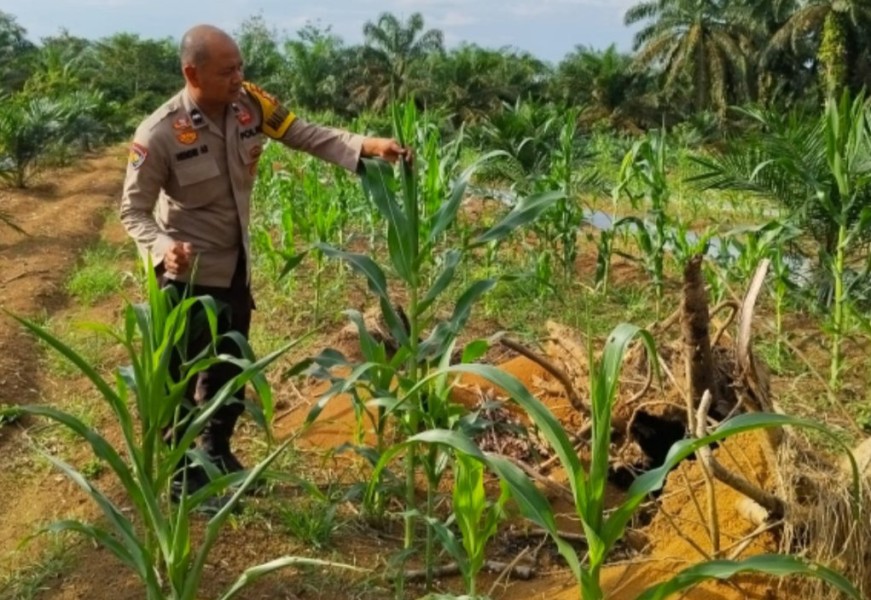 Polri Bersama Petani, Polsek Batang Cenaku Kawal Program Ketahanan Pangan