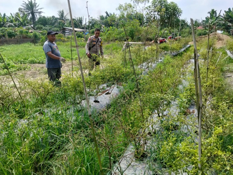 Bhabinkamtibmas Desa Petalongan Sambangi Lahan Cabai Warga, Wujud Dukungan Polri terhadap Ketahanan Pangan