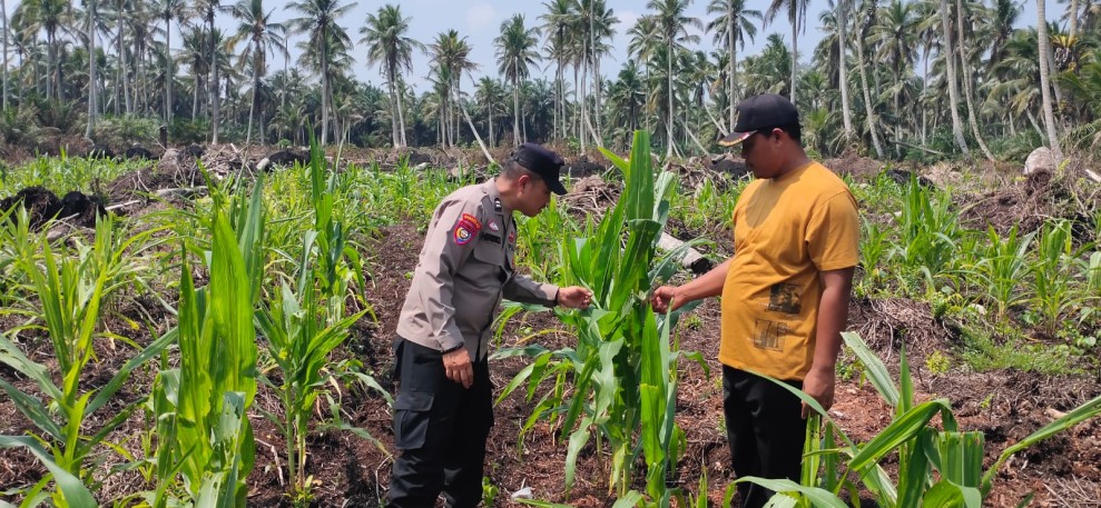 Ketahanan Pangan Dimulai dari Desa: Polsek Keritang Gas Pol Kawal Kebun Jagung Warga