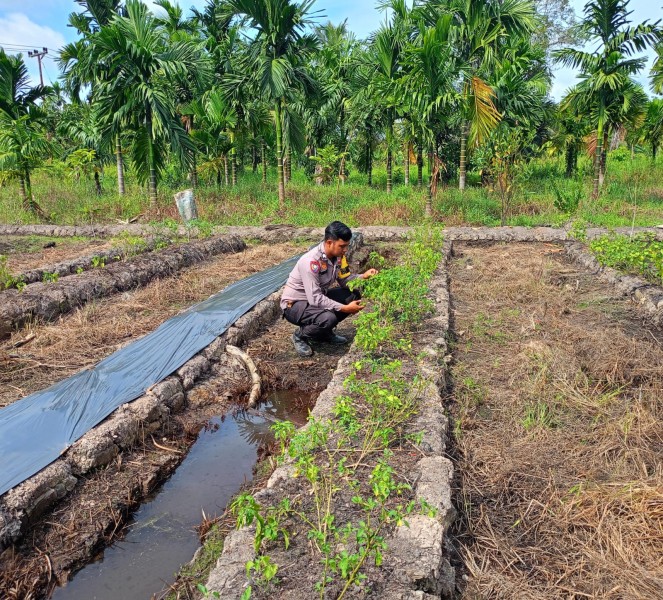 Optimalkan Lahan Pekarangan, Polsek GAS Dampingi Warga Kuala Gaung Tanam Terong